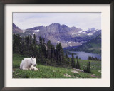 Mountain Goat Adult with Summer Coat, Hidden Lake, Glacier National Park, Montana, Usa, July 2007 Prints by Rolf Nussbaumer