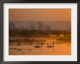 Whooper Swans at Sunrise, Hornborgasjon Lake, Sweden Prints by Inaki Relanzon