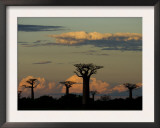 Baobab Trees in Baobabs Avenue, Near Morondava, West Madagascar Prints by Inaki Relanzon