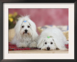Two Coton De Tulear Dogs Lying on a Rug Art by Petra Wegner