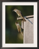Brown-Crested Flycatcher Pair at Nest Box, Rio Grande Valley, Texas, USA Art by Rolf Nussbaumer