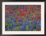 Texas Bluebonnet and Drummond's Phlox Flowering in Meadow, Gonzales County, Texas, Usa, March 2007 Prints by Rolf Nussbaumer