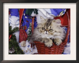 Persian Cat Brown Tabby Kitten in Basket, Texas, USA Poster by Rolf Nussbaumer