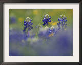 Wildflower Field with Texas Bluebonnet, Comal County, Hill Country, Texas, Usa, March 2007 Posters by Rolf Nussbaumer