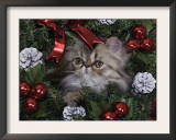 Persian Cat Brown Tabby Kitten Amongst Christmas Decorations, Texas, USA Prints by Rolf Nussbaumer