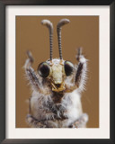 Ant Lion Adult Head Close Up, Texas, USA Prints by Rolf Nussbaumer