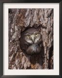 Ferruginous Pygmy-Owl Young Looking Out of Nest Hole, Rio Grande Valley, Texas, USA Prints by Rolf Nussbaumer