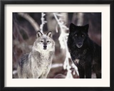 Grey Wolves Showing Fur Colour Variation, (Canis Lupus) Prints by Tom Vezo