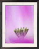 Lace Cactus Flower Abstract, Texas, USA Art by Rolf Nussbaumer