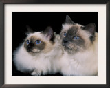 Two Birman Cats Showing Deep Blue Eyes Prints by Adriano Bacchella