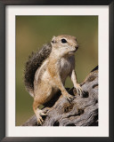 Harris's Antelope Squirrel Adult on Cactus Skeleton, Tuscon, Arizona, USA Posters by Rolf Nussbaumer