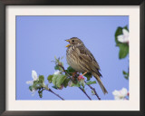 Corn Bunting Adult Singing on Apple Tree, Lake Neusiedl, Austria Posters by Rolf Nussbaumer
