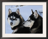 Siberian Husky Sled Dogs Pair in Snow, Northwest Territories, Canada March 2007 Prints by Eric Baccega