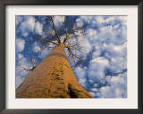 Looking Up at Baobab on Baobabs Avenue, Morondava, West Madagascar Prints by Inaki Relanzon