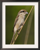 Brown Shrike Bandhavgarh Np, Madhya Pradesh, India, March Prints by Tony Heald