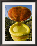 Pitcher Plant Channel Des Pangalanes, Madagascar Poster by Inaki Relanzon
