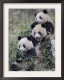 Three Subadult Giant Pandas Feeding on Bamboo Wolong Nature Reserve, China Prints by Eric Baccega
