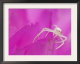 Crab Spider Adult on Lace Cactus Flower Texas, USA Prints by Rolf Nussbaumer