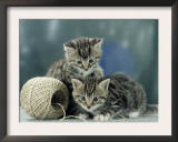 Kittens at Play Prints by  Steimer