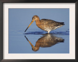 Black-Tailed Godwit Adult in Breeding Plumage Feeding, Lake Neusiedl, Austria Art by Rolf Nussbaumer