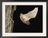 Evening Bat Flying at Night from Nest Hole in Tree, Rio Grande Valley, Texas, USA Poster by Rolf Nussbaumer