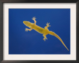 Indo-Pacific Gecko Adult on Glass Showing Underside, Costa Rica Posters by Rolf Nussbaumer