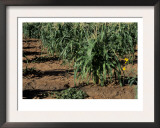 Navajo Cornfield, Dry-Farming Method, Near Chinle, Arizona Posters