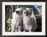 Two Birman Cats Sitting on Furniture, Interacting Prints by Adriano Bacchella