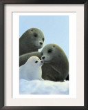 Family of Seals Prints