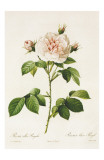 Redoute Rosa Alba Regalis Prints by Pierre-Joseph Redouté