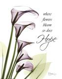 Blackberry Calla Lillies, Hope Prints by Albert Koetsier