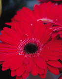 Red Gerbera Daisies II Posters av Erin Berzel