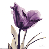 Royal Purple Parrot Tulip Affiches par Albert Koetsier