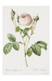 Redoute Rosa Centifolia Carnea Posters par Pierre-Joseph Redouté