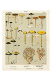 NY State H Prints