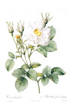 Redoute Rosa Alla Foliacea Art by Pierre-Joseph Redouté