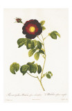 Redoute Rosa Gallica Maheka Art by Pierre-Joseph Redouté