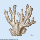 Coral I Plakater af Carole Stevens