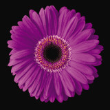 Gerbera Daisy Purple Print by Jim Christensen
