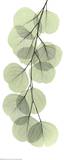 X-Ray Eucalyptus Branch II Poster par Albert Koetsier