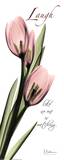 Pink Tulip, Love Affischer av Albert Koetsier
