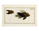 The Flying Scorpene 1785 Prints
