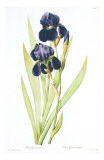 Redoute Iris Germanica Prints by Pierre-Joseph Redouté