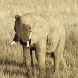 Young Elephant Posters by Susann Parker
