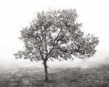 Burning Oak BW I Poster by Vitaly Geyman