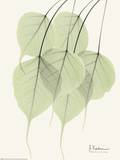 Cascading Bo Tree Poster von Albert Koetsier