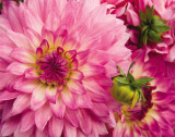 Dahlia rose Posters par Maureen Love