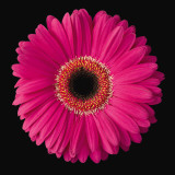 Gerbera Daisy Pink Prints by Jim Christensen