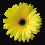 Gerbera Daisy Yellow Prints by Jim Christensen