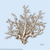 Coral II Plakaty autor Carole Stevens